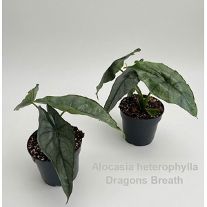 Alocasia