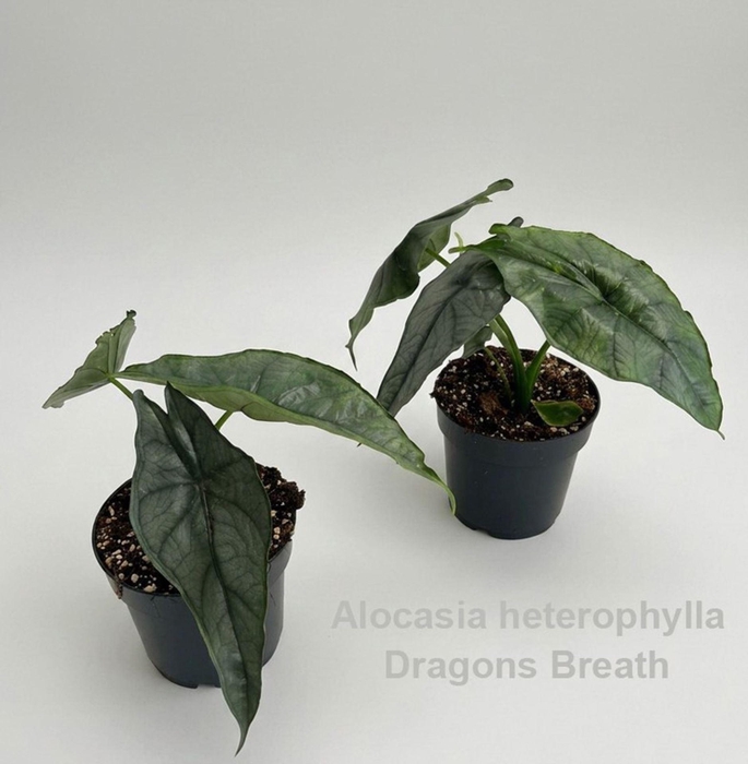 <h4>Alocasia</h4>