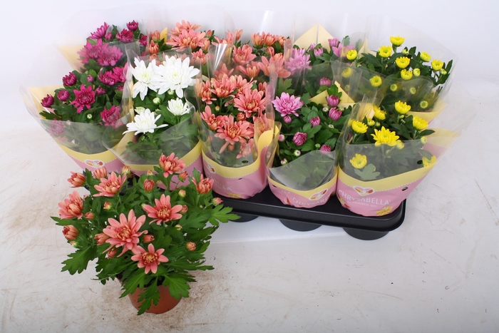 <h4>CHRYS GEVULDBL GEM</h4>