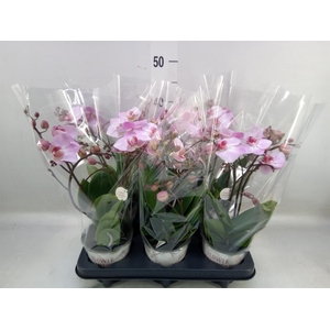 Phalaenopsis multi. 'Ant Antwerp'