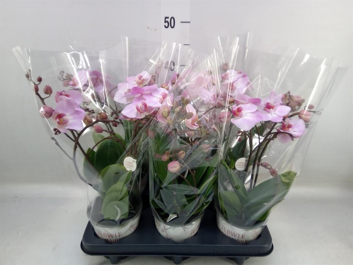 <h4>Phalaenopsis multi. 'Ant Antwerp'</h4>