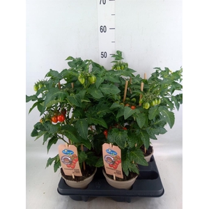 Solanum lycopersicum   ...