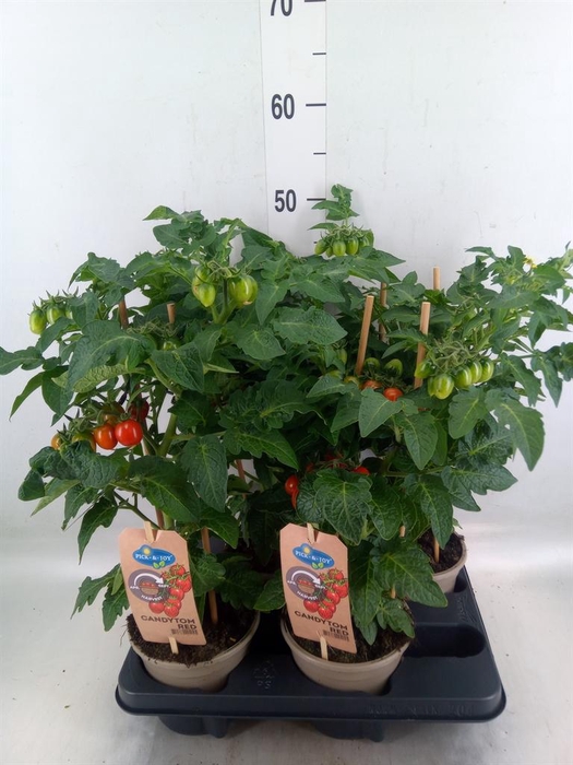 <h4>Solanum lycopersicum   ...</h4>