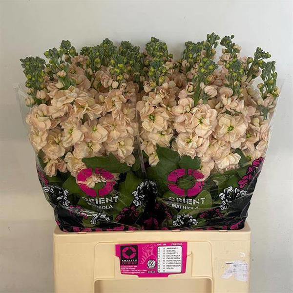 <h4>Matthiola Milla Salmon Orient</h4>