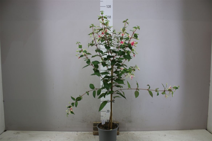 <h4>Fuchsia Op Stam Jubelteen</h4>