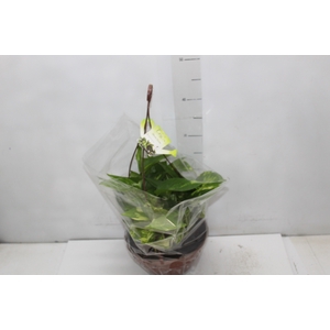 JIBOIA VERDE C21 PENDENTE