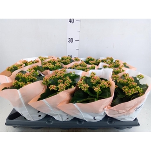 Kalanchoe blos.   ..rosebud