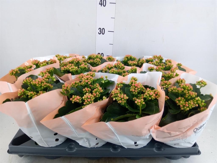 <h4>Kalanchoe blos.   ..rosebud</h4>