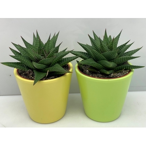 HAWO LIMIFOLIA