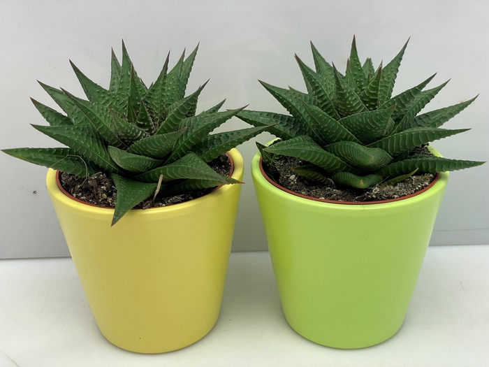 HAWO LIMIFOLIA