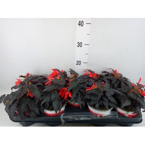 Begonia boliv. 'Encanto Red'