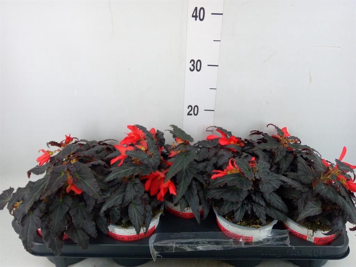 <h4>Begonia boliv. 'Encanto Red'</h4>