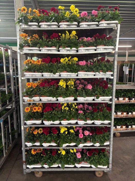 <h4>DAHLIA ROYAL GEM</h4>