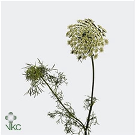 <h4>Ammi Visnaga</h4>