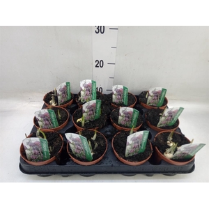 Fritillaria meleagris