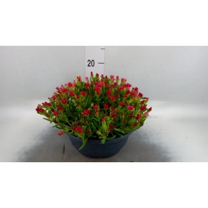 Delosperma coop.