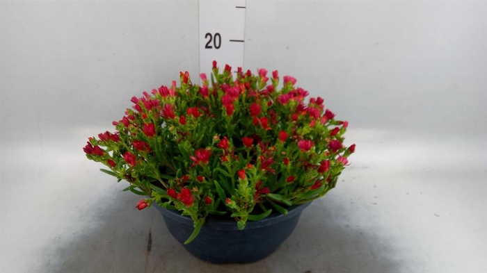 <h4>Delosperma coop.</h4>