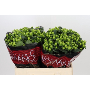 Hypericum Lucky Romance