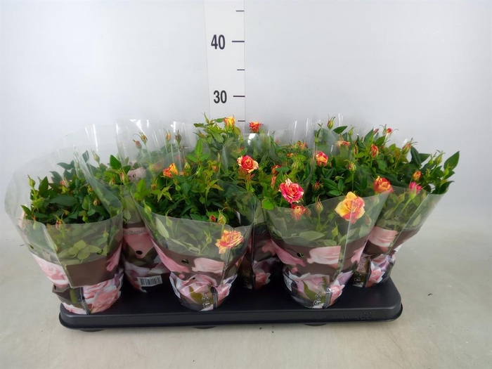 <h4>Rosa  'Liss'</h4>