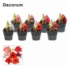 Amaryllis Exclusieve Mix 2 Knop (Decorum)