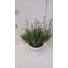 Lavandula x intermedia Edelweiss