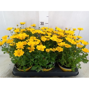 Bidens fer. 'Golden Empire'