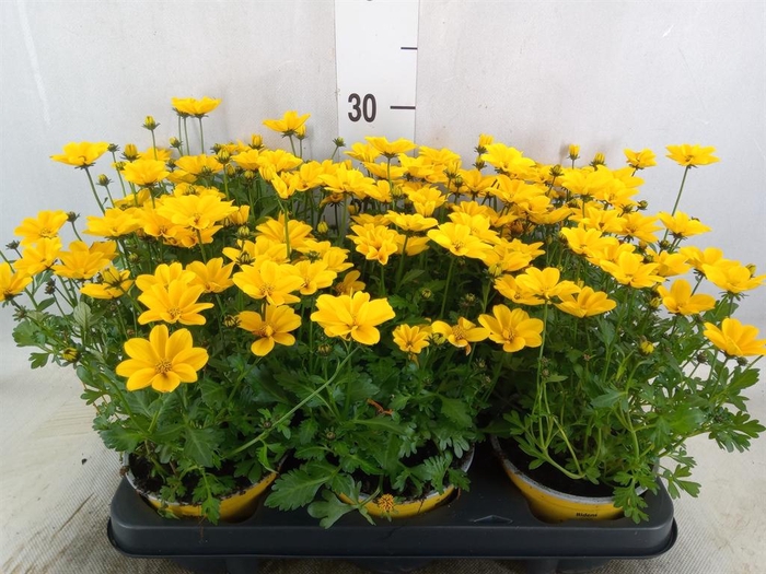 <h4>Bidens fer. 'Golden Empire'</h4>