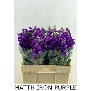 Matth Iron Purple