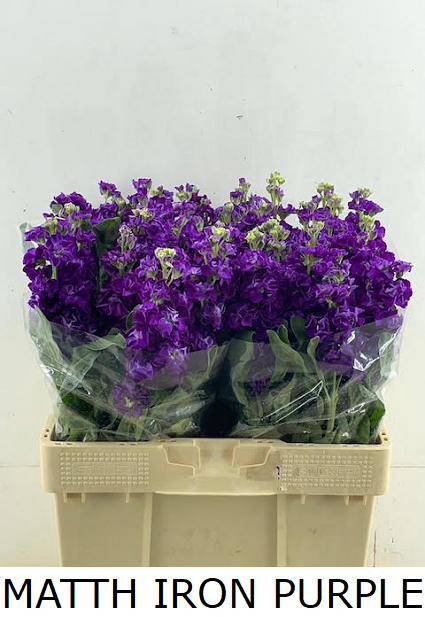 <h4>Matth Iron Purple</h4>
