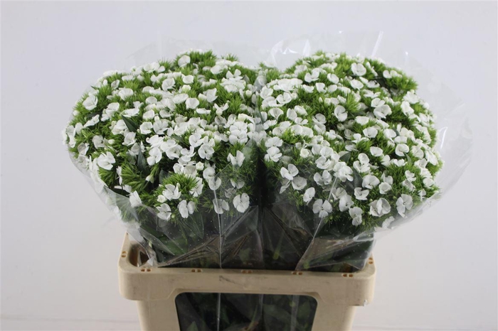 <h4>Di Barb White</h4>