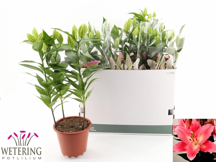 <h4>LIL OR SUNNY CAMINO</h4>