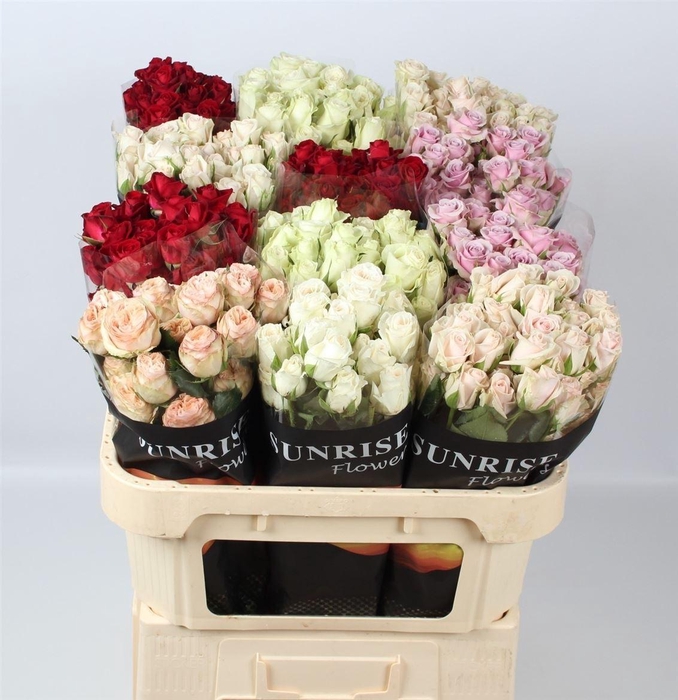 <h4>R Tr Gem In Fust</h4>