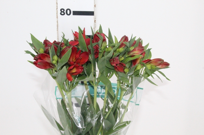 <h4>ALSTROEMERIA ANGELINA 080 CM</h4>