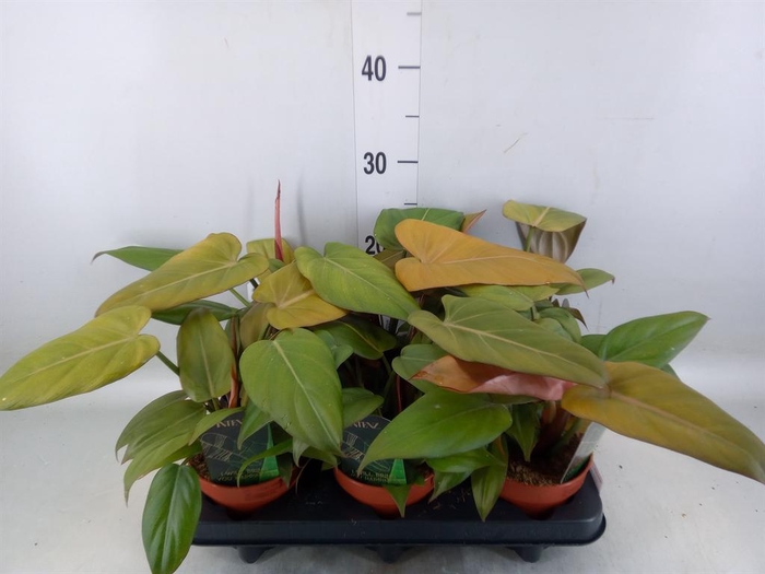 <h4>Philodendron   ...</h4>