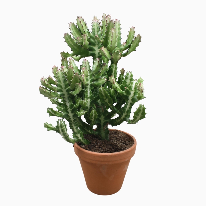 <h4>Euphorbia lactea</h4>