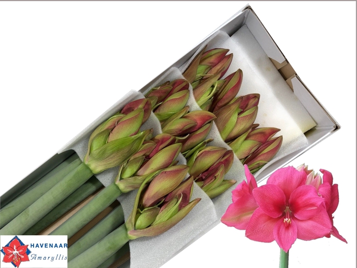 <h4>HIPP GA PLEASURE</h4>