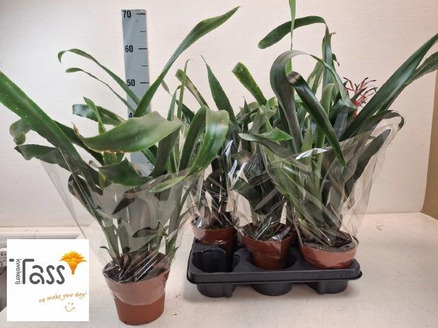 <h4>BROMELIA OV</h4>