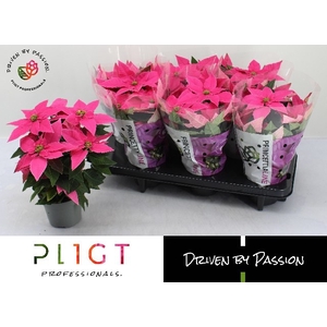EUPHOR P PRI HO PINK
