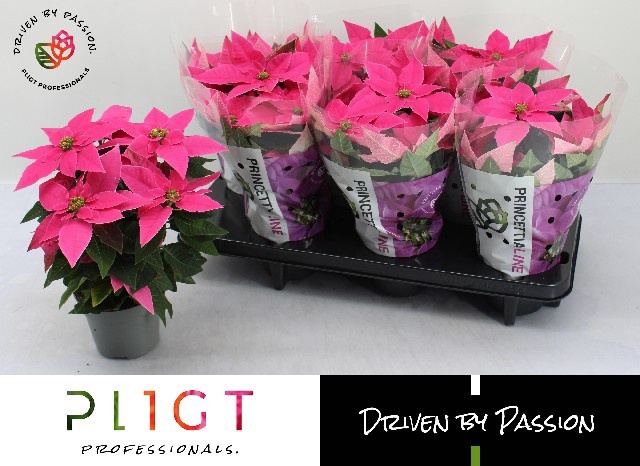 <h4>EUPHOR P PRI HO PINK</h4>