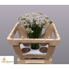 ALLIUM TUBEROSUM