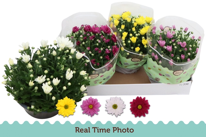 <h4>CHRYS GEM 4 KL</h4>