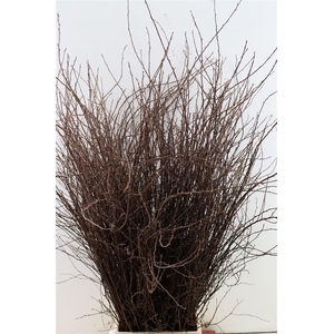 Spiraea Nip Snowmountain 90cm P Bunch Vertakt