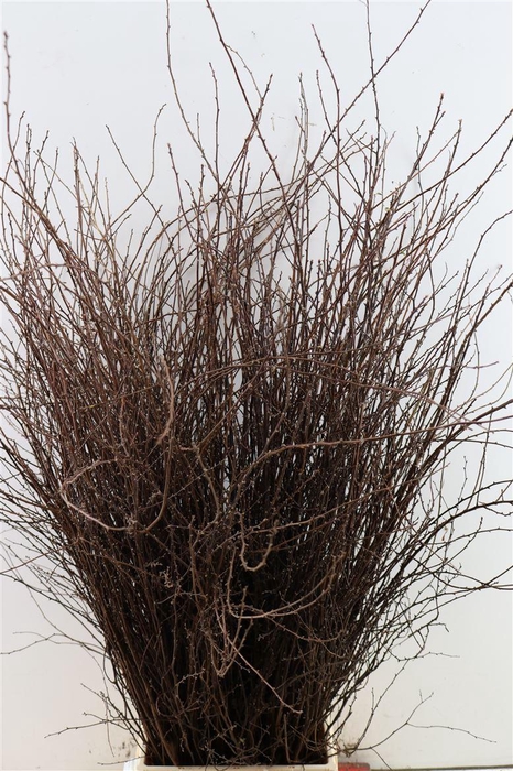 Spiraea Nip Snowmountain 90cm P Bunch Vertakt