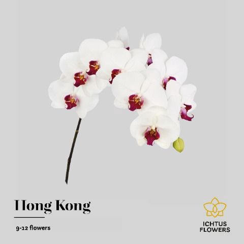 <h4>Phalaenopsis Red Lips 9</h4>