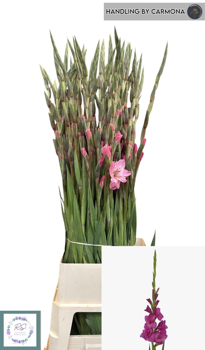 <h4>GLAD GR THALIA</h4>