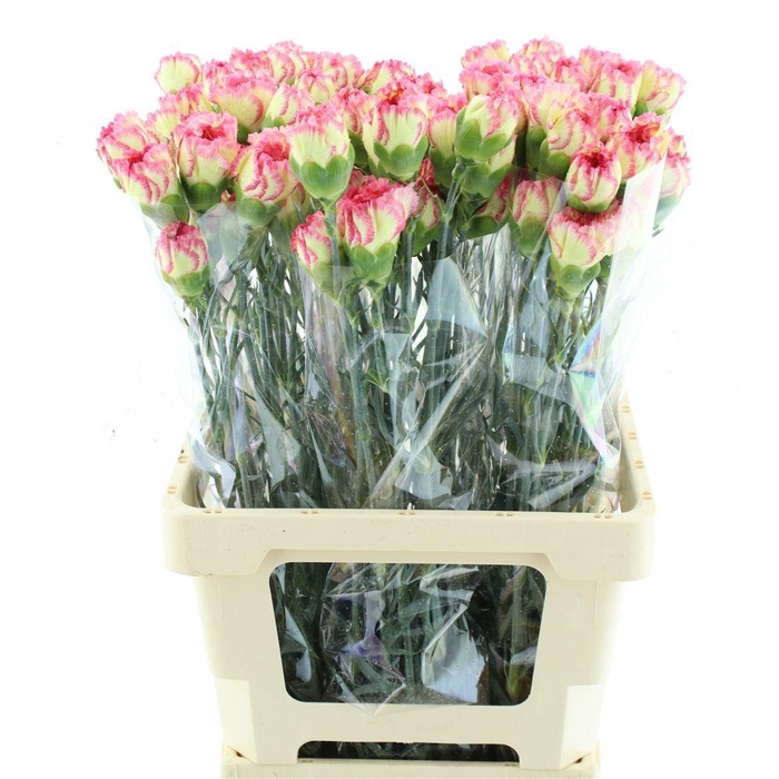 <h4>DI ST LORCA</h4>