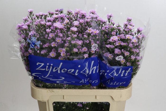 <h4>Aster Claudia</h4>