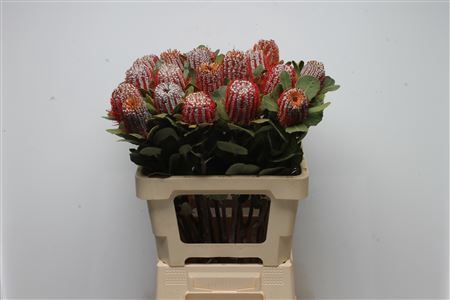 <h4>Banksia coccinea Rood</h4>