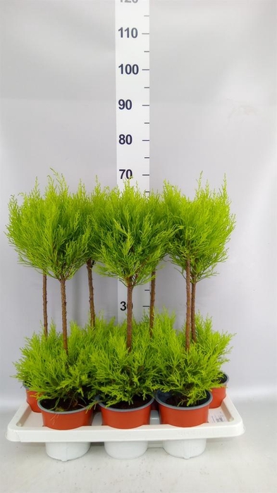 <h4>Cupressus macro. 'Goldcrest Wilma'</h4>