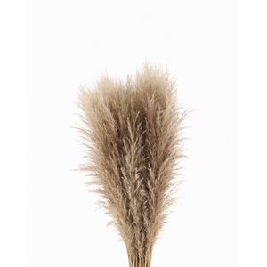 Cortaderia Naturel Dried P Stem